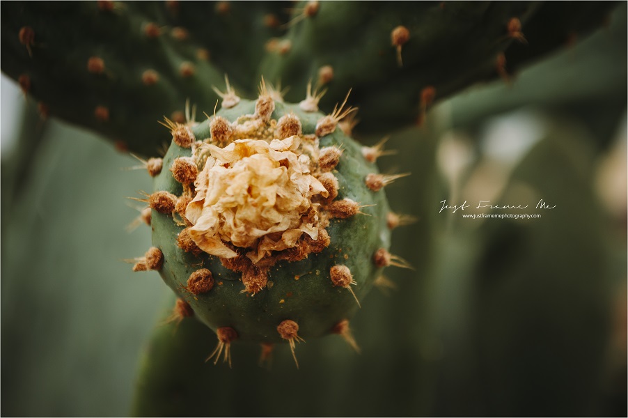 Namaqualand {Two Photographers, A 1,122km Road Trip and A Springbok Wedding}